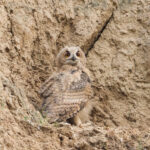 Eurasian Eagle Owl (image by Mark Van Beirs)