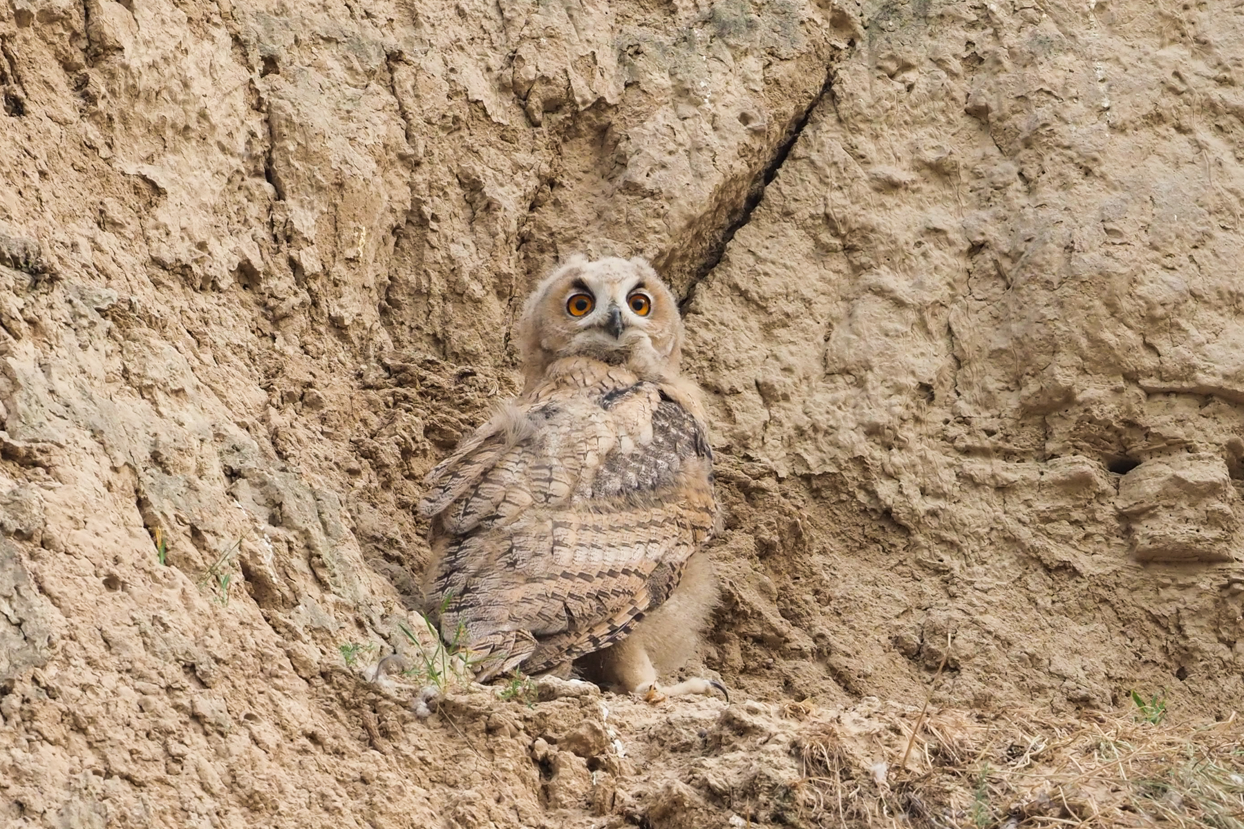 Eurasian Eagle Owl (image by Mark Van Beirs)
