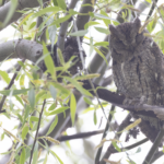 Eurasian Scops Owl (image by Sjoerd Radstaak)