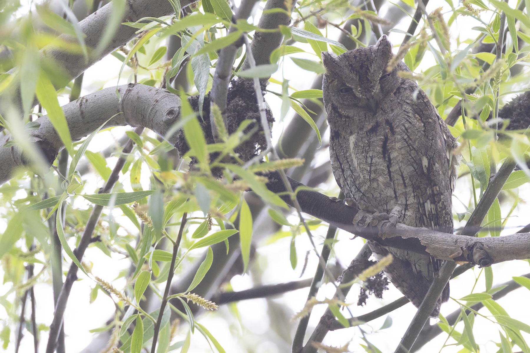 Eurasian Scops Owl (image by Sjoerd Radstaak)