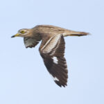 Eurasian Stone-curlew (image by Martin Hale)