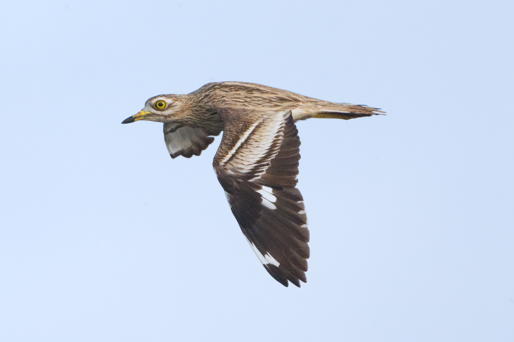 Eurasian Stone-curlew (image by Martin Hale)