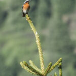 Eversmann's Redstart (image by Mark Van Beirs)