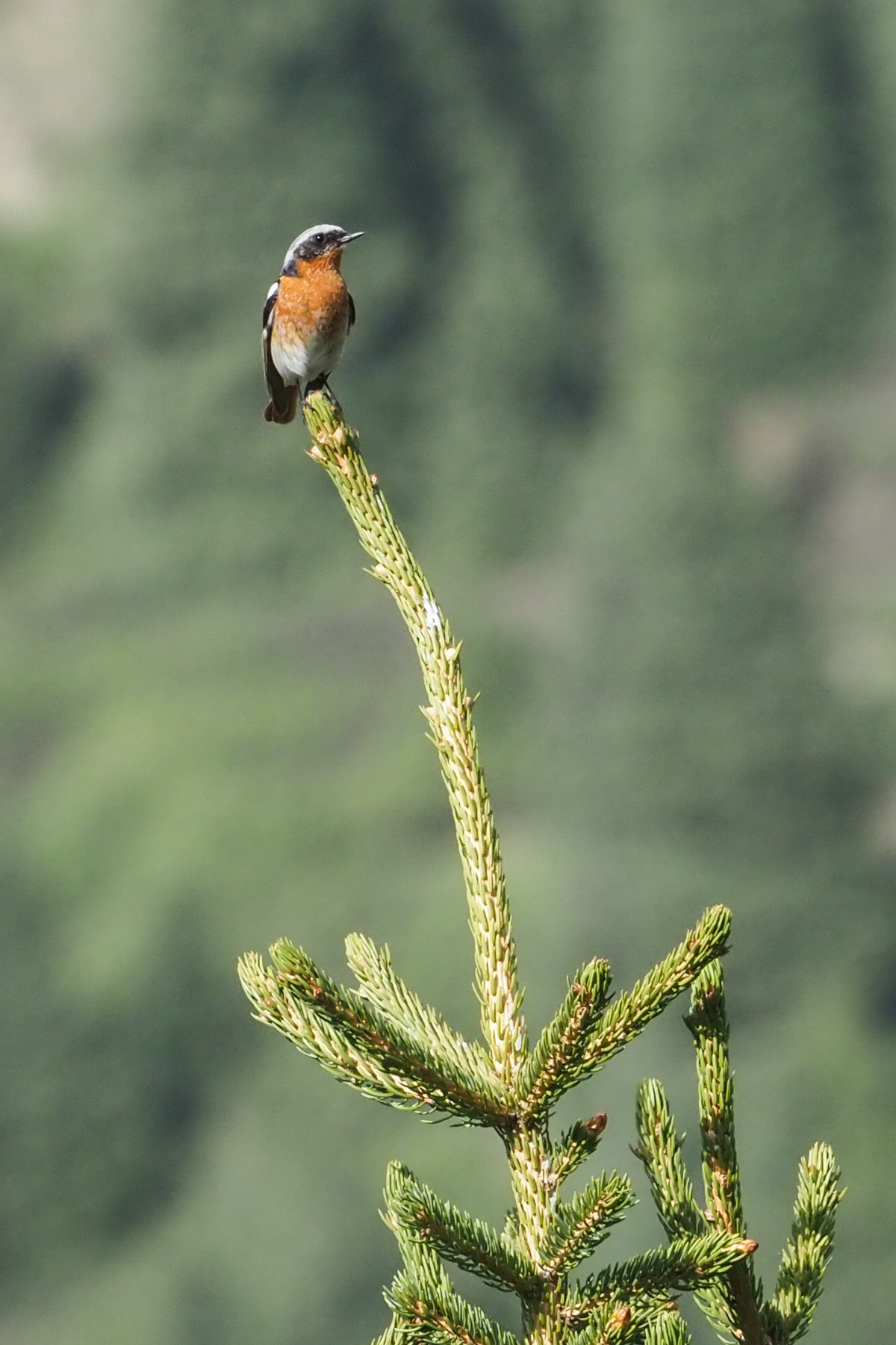 Eversmann's Redstart (image by Mark Van Beirs)