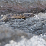 Fernandina Snake (image by Mike Watson)