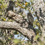 Ferruginous Pygmy Owl (image by Mike Watson)