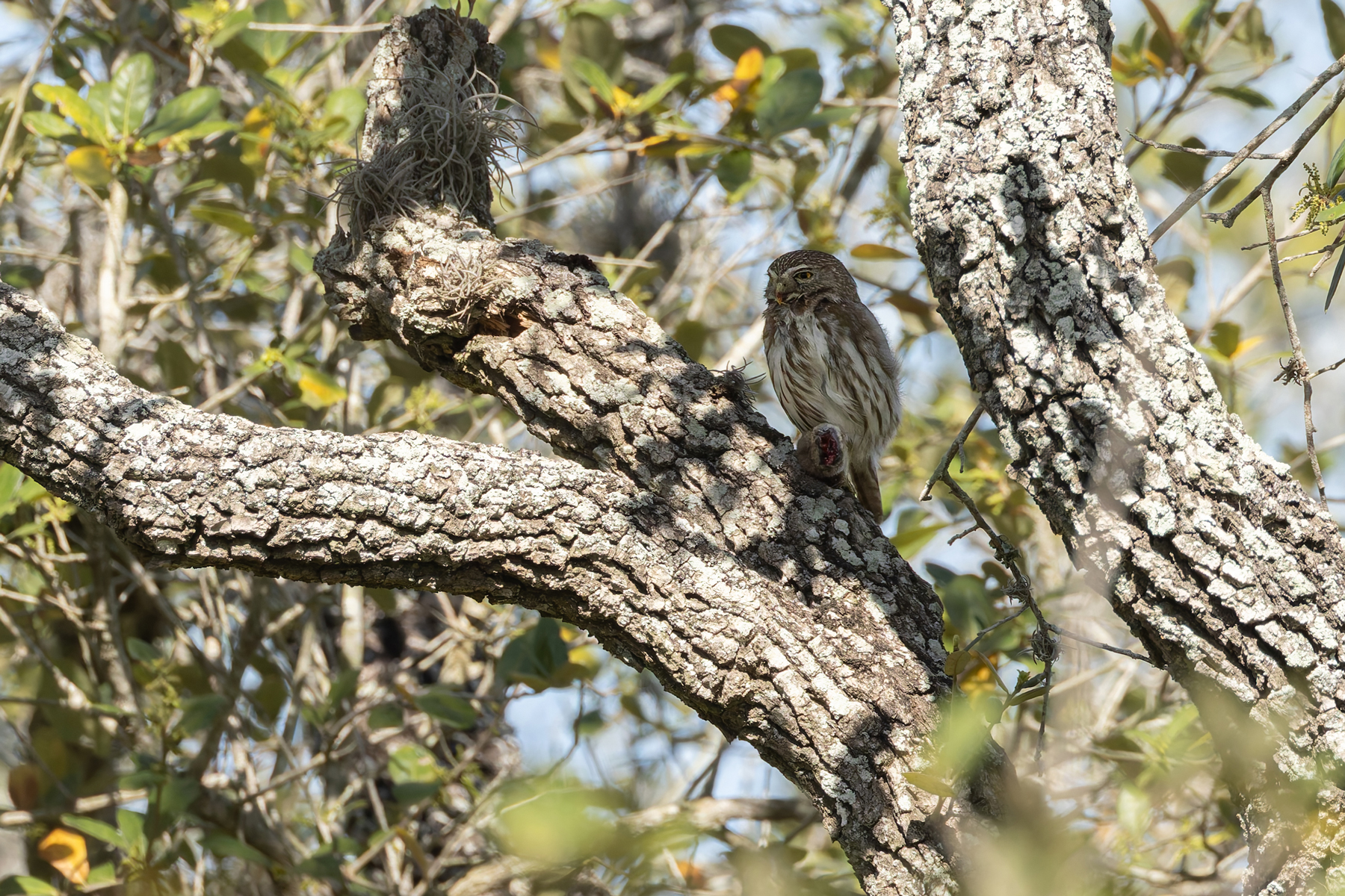 Ferruginous Pygmy Owl (image by Mike Watson)