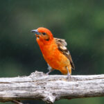 Flame-throated Tanager (image by Fito Downs)
