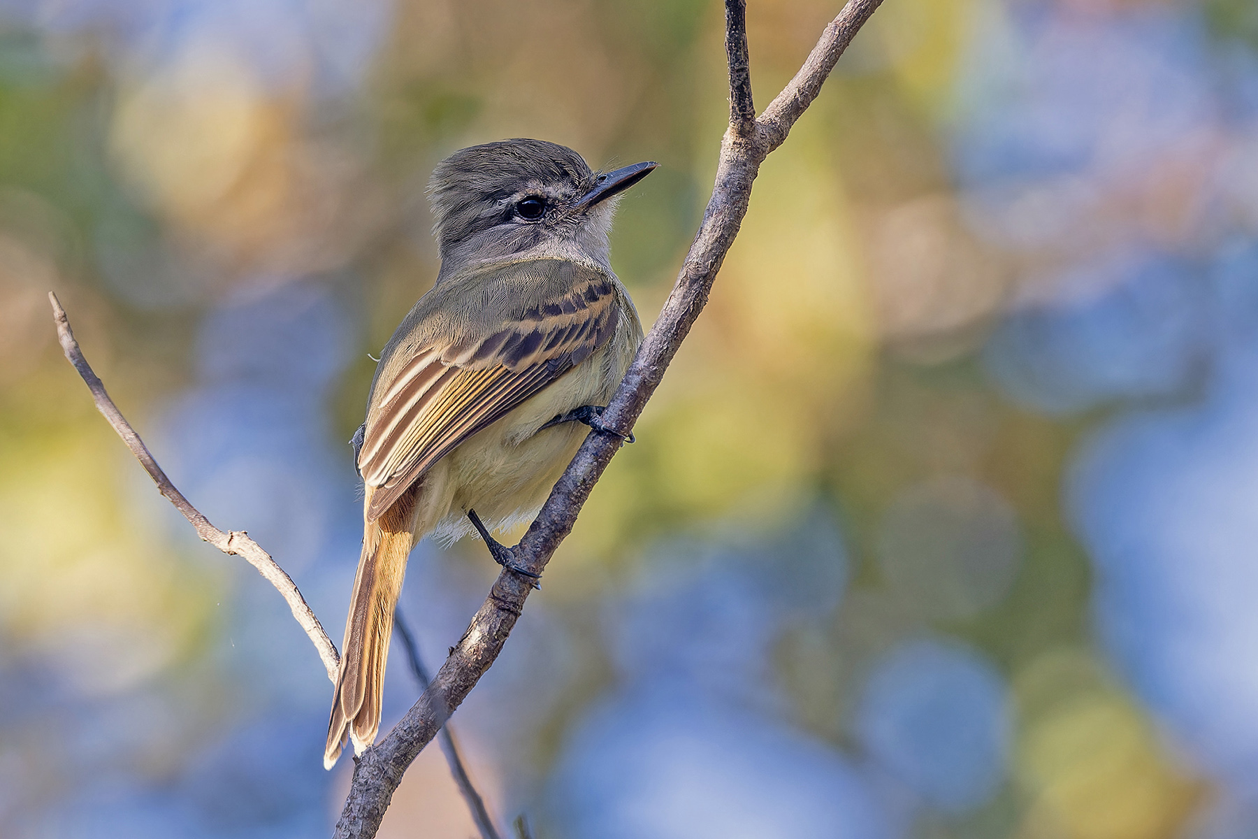 Flammulated Flycatcher (image by Pete Morris)