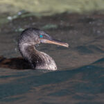Flightless Cormorant (image by Mike Watson)