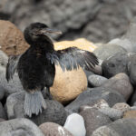 Flightless Cormorant (image by Mike Watson)