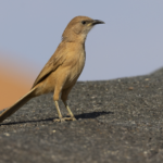 Fulvous Babbler (image by Sjoerd Radstaak)