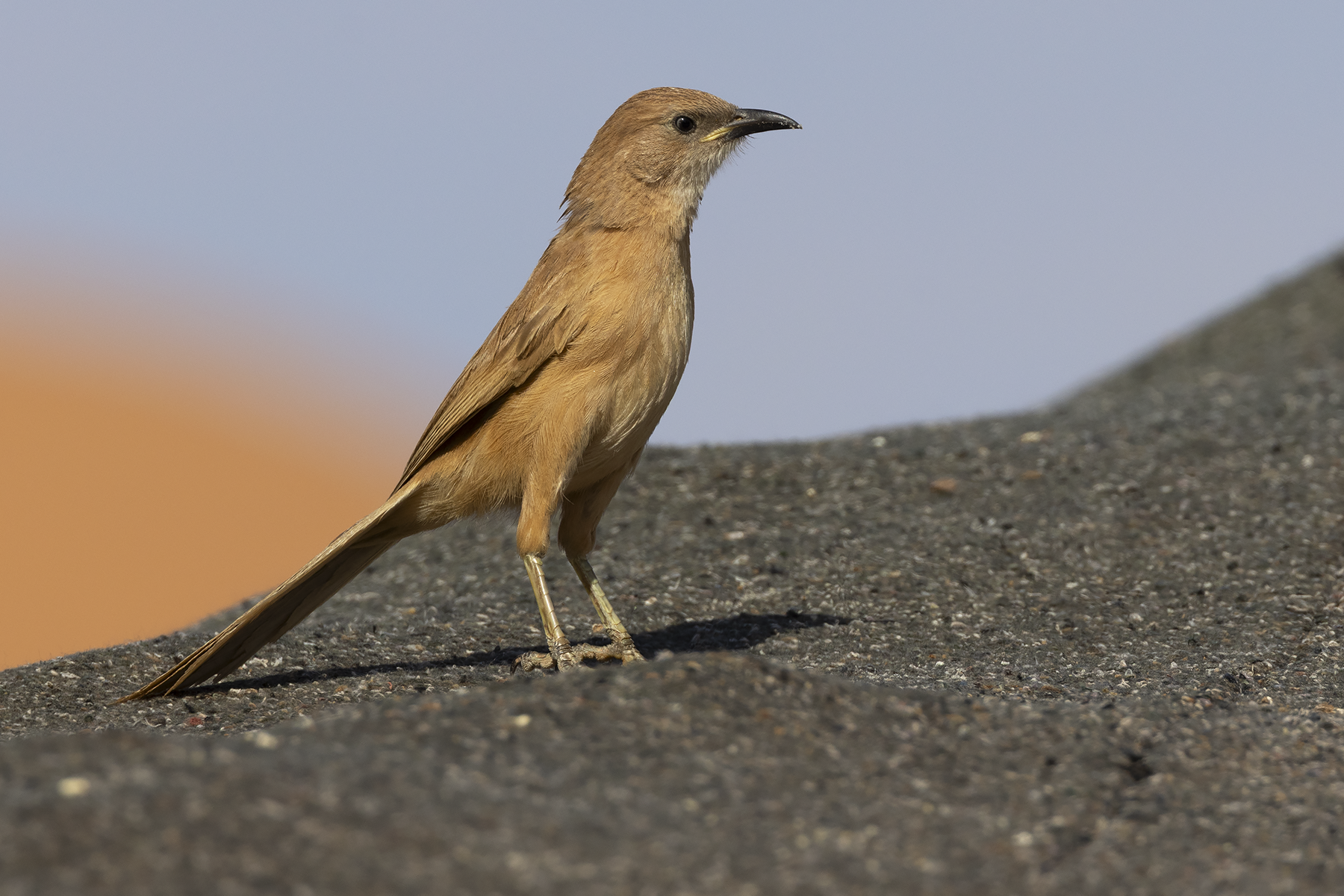 Fulvous Babbler (image by Sjoerd Radstaak)
