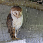Galapagos American Barn Owl (image by Mike Watson)