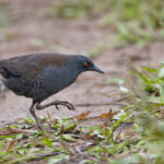 Galapagos Crake (image by Mike Watson)