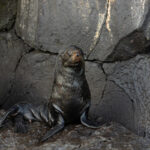 Galapagos Fur Seal (image by Mike Watson)