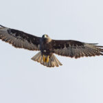 Galapagos Hawk (image by Mike Watson)