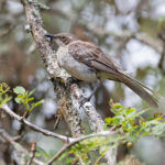 Galapagos Mockingbird (image by Mike Watson)