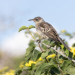 Galapagos Mockingbird (image by Mike Watson)