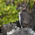 Galapagos Penguin (image by Mike Watson)