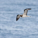 Galapagos Petrel (image by Mike Watson)