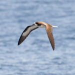 Galapagos Petrel (image by Mike Watson)