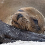 Galapagos Sea Lion (image by Mike Watson)