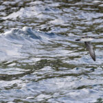 Galapagos Shearwater (image by Mike Watson)