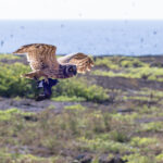 Galapagos Short-eared Owl (image by Mike Watson)