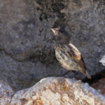 Genovesa Cactus Finch (image by Mike Watson)