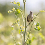 Genovesa Grey Warbler-Finch (image by Mike Watson)