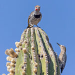 Gilded Flicker and Gila Woodpecker (image by Pete Morris)