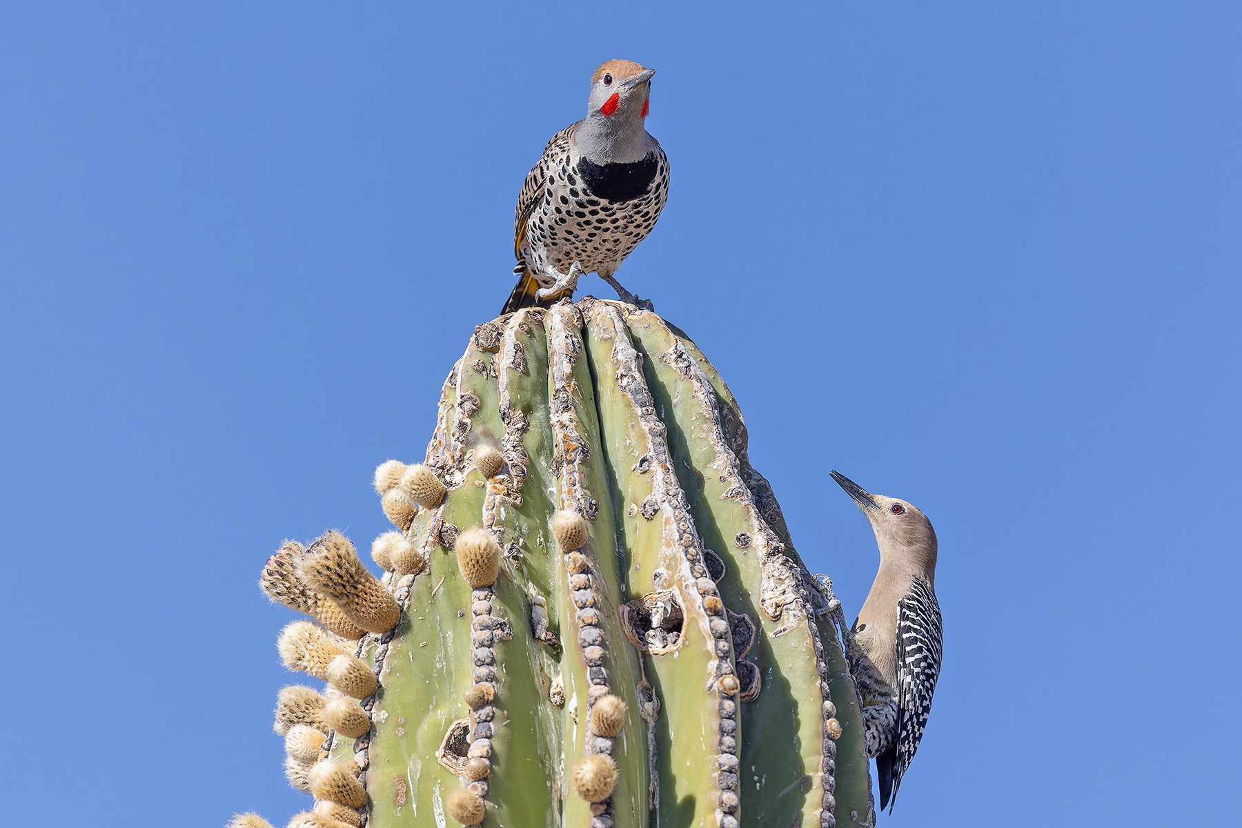 Gilded Flicker and Gila Woodpecker (image by Pete Morris)