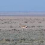 Goitered Gazelle (image by Mark Van Beirs)