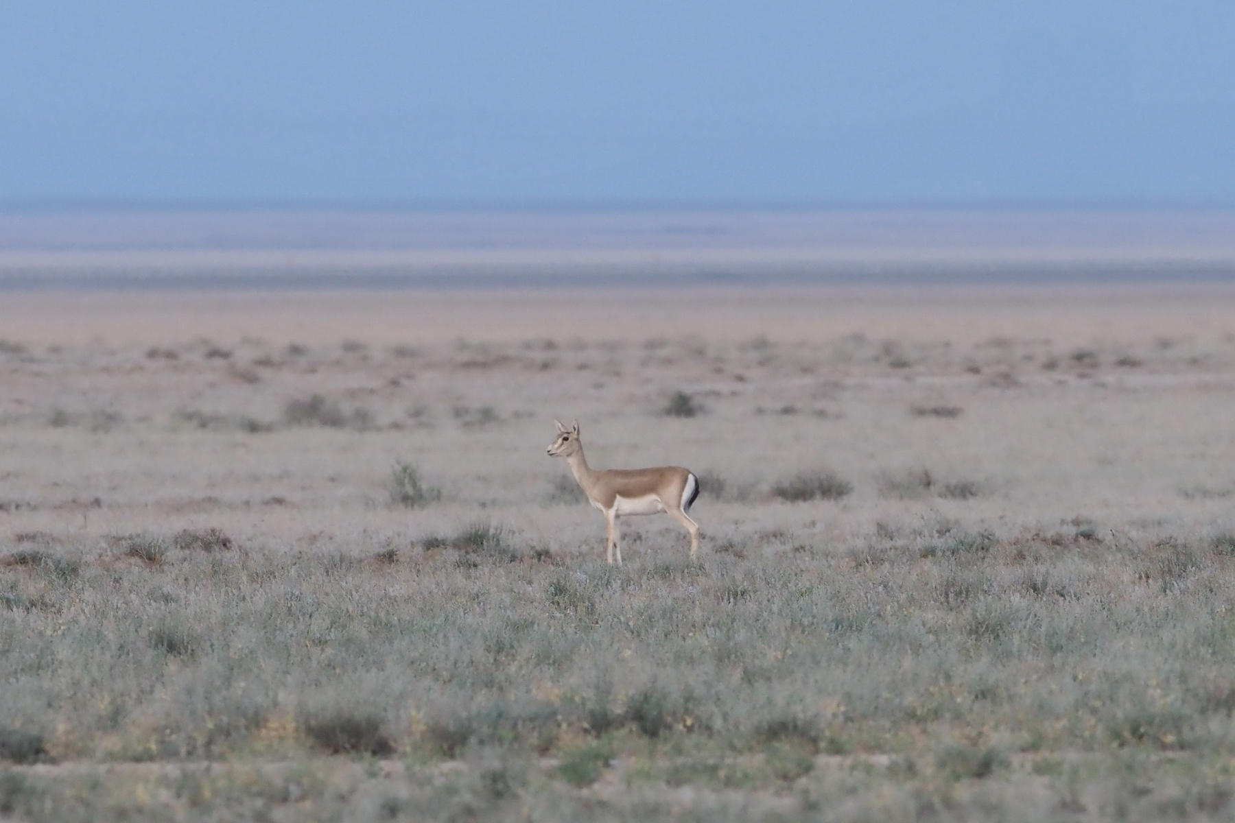 Goitered Gazelle (image by Mark Van Beirs)