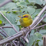Golden-browed Warbler (image by Pete Morris)