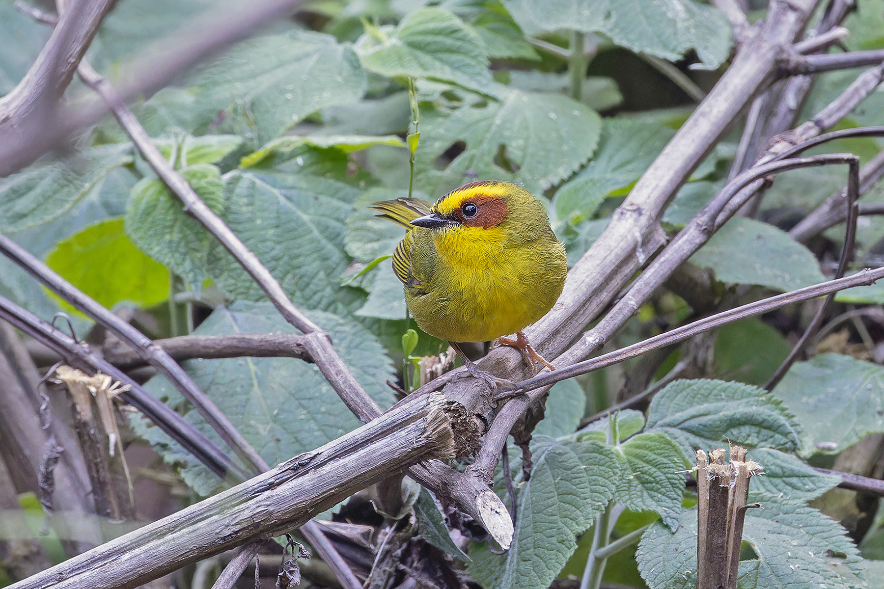 Golden-browed Warbler (image by Pete Morris)