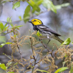 Golden-cheeked Warbler (image by Mike Watson)