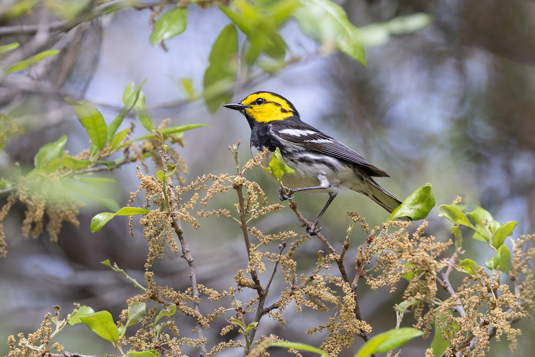 Golden-cheeked Warbler (image by Mike Watson)