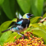 Golden-hooded Tanager (image by Fito Downs)