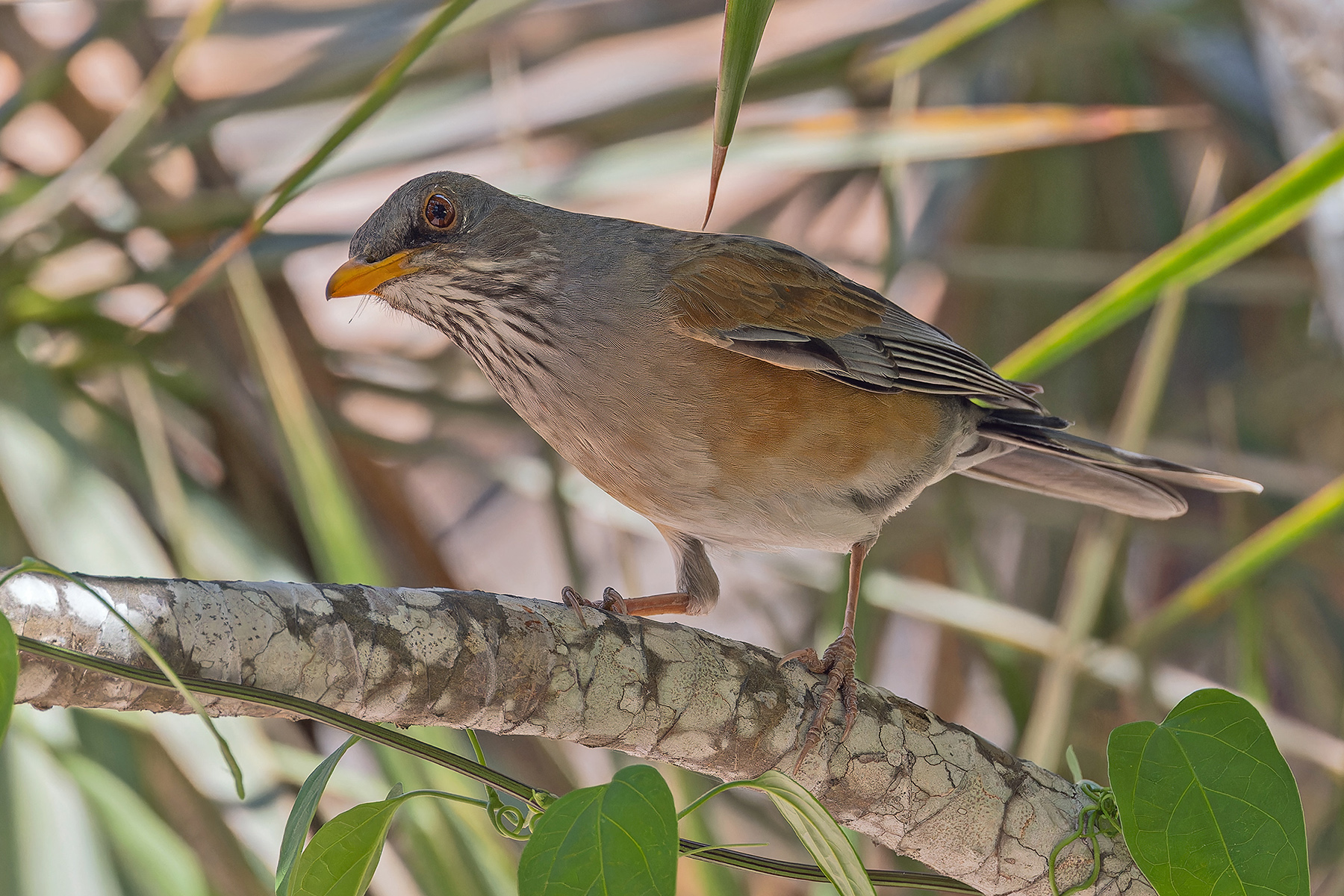 Grayson's Thrush (image by Pete Morris)