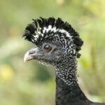 Great Curassow (image by Fito Downs)