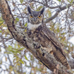 Great Horned Owl (image by Pete Morris)
