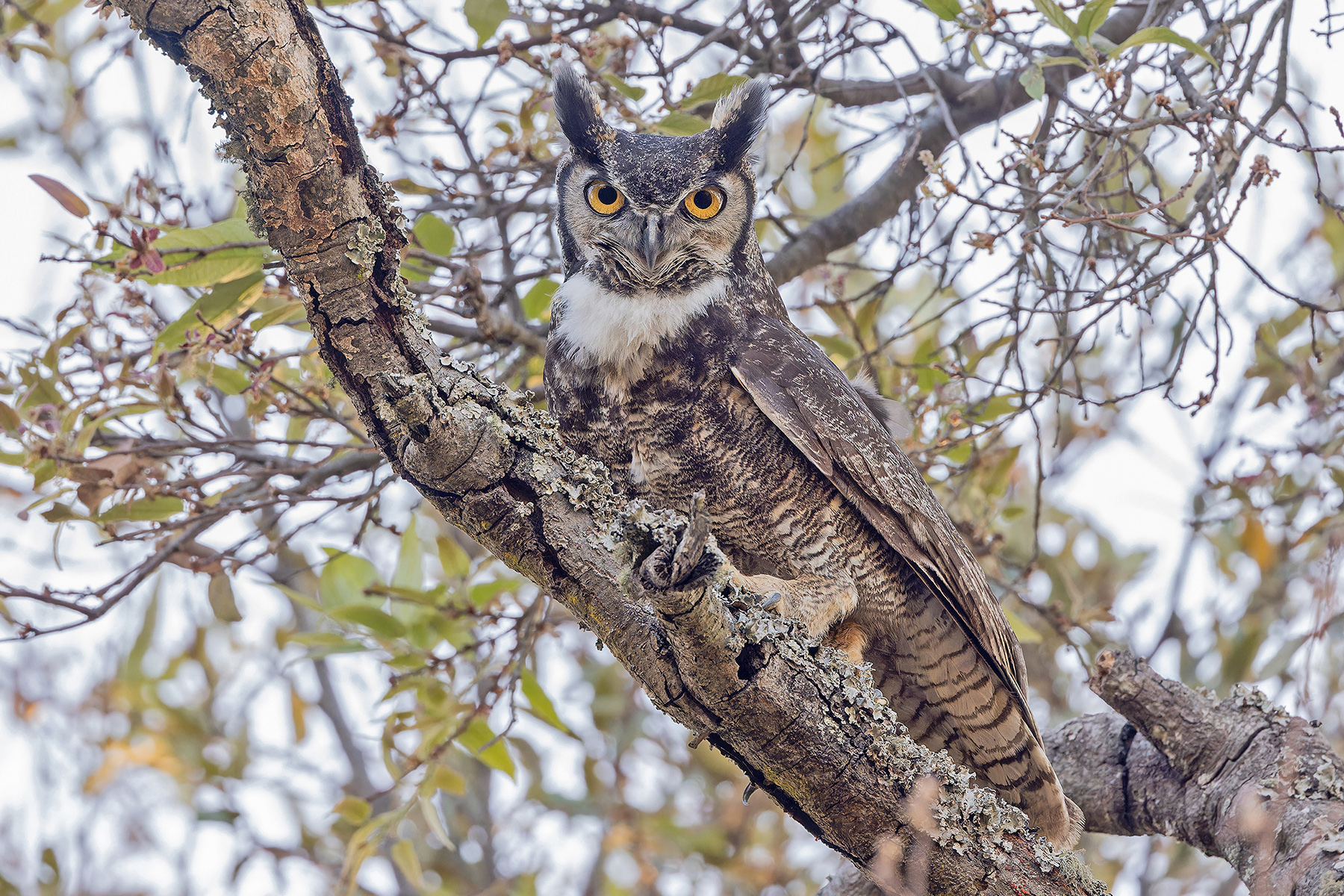Great Horned Owl (image by Pete Morris)