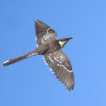 Great Spotted Cuckoo (image by Martin Hale)