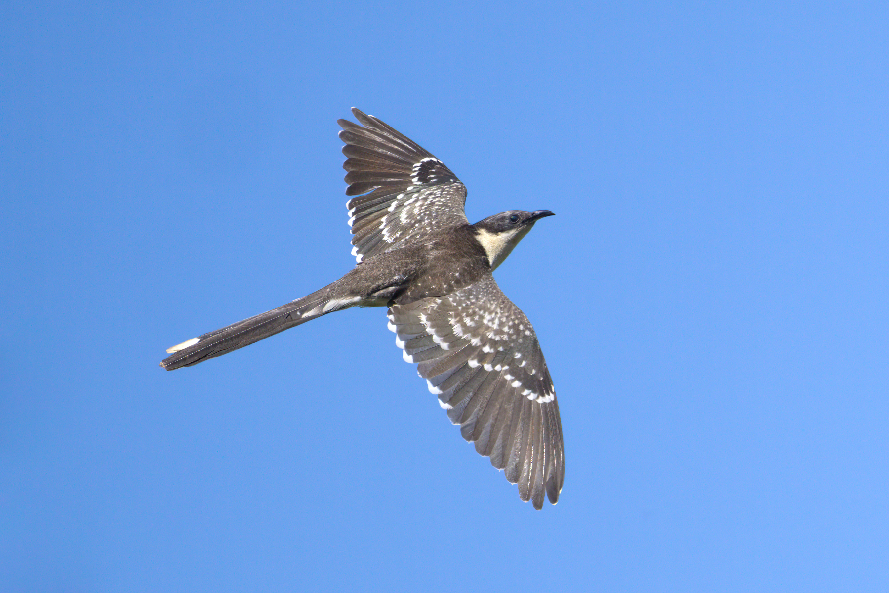 Great Spotted Cuckoo (image by Martin Hale)