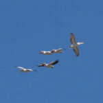 Great White and Dalmatian Pelicans (image by Mark Van Beirs)
