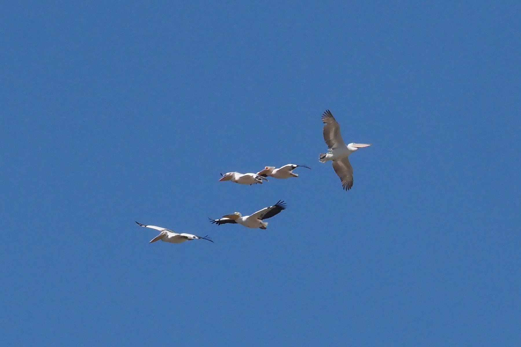 Great White and Dalmatian Pelicans (image by Mark Van Beirs)