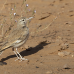 Greater Hoopoe-Lark (image by Sjoerd Radstaak)