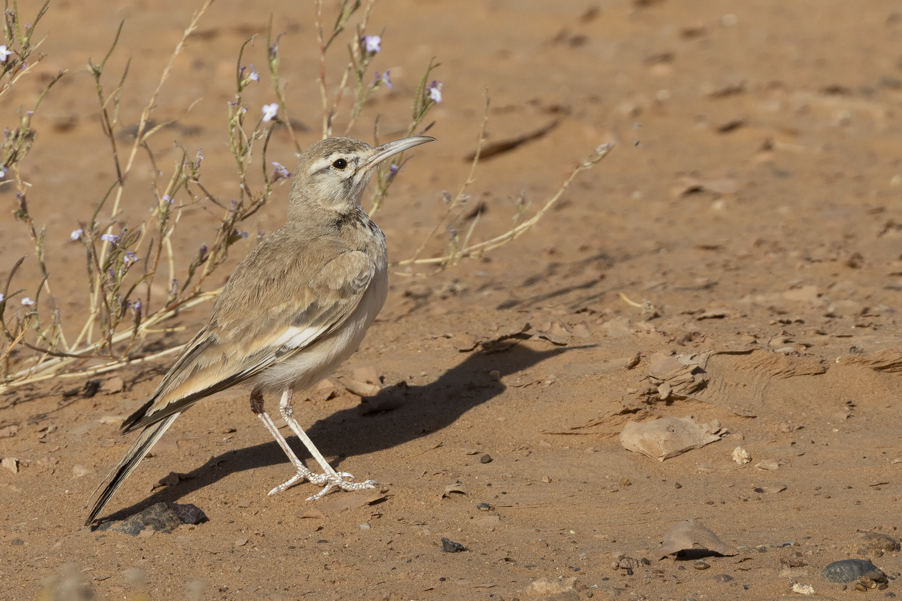Greater Hoopoe-Lark (image by Sjoerd Radstaak)
